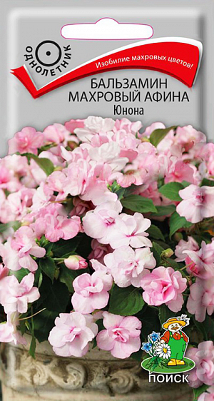 Семена Бальзамин Афина Юнона Махровый.
Очаровательный куст с густой листвой, высотой 30-35 см. 
Соцветия махровые, нежно-розовых оттенков. Цветёт очень обильно. 
Превосходно подходит для оформления подоконников и балконов, используют для клумб, рабаток, подвесных кашпо. 
Агротехника. Растение теплолюбивое, хорошо растет на открытых солнечных местах или в полутени. 
Обильно цветёт на лёгких, плодородных почвах. Полив обильный, почва всегда должна оставаться влажной. 
Хорошо переносит стрижку. Размножают семенами и черенками.
 Семена засыпают мелкозернистым песком слоем 3 мм и поддерживают постоянную влажность. 
При температуре почвы +18-20°C всходы появляются через 15-20 дней. 
Сеянцы пикируют в горшочки по одному растению. 
В грунт высаживают по окончании весенних заморозков, расстояние между растениями 15-20 см.