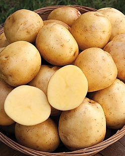 Семенной Картофель Шах