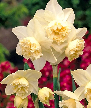 Нарцисс Вайт Марвел