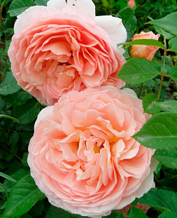 Роза центифольная Ганимеда