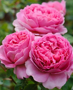 Роза центифольная Анданте