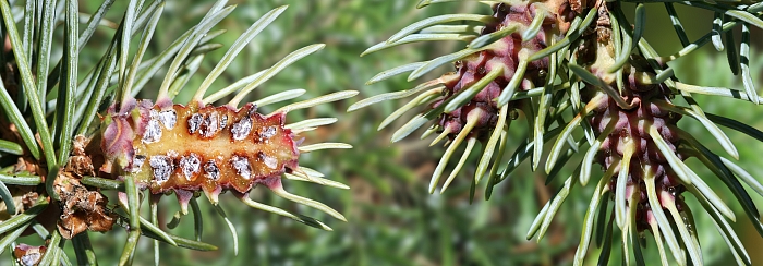 Хвойные под атакой: Тайная война с хермесовой тлёй и стратегия спасения великанов 