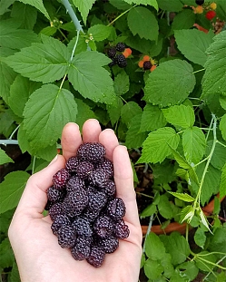 Малина Черный бриллиант