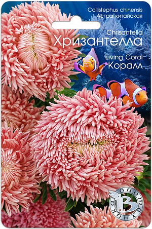 <blockquote>
</blockquote>
 Семена Астра китайская Хризантелла Корал.
<div>
 Профессиональная серия для срезки .Сочетание качества и стойкости хризантемы и очарование астры .Соцветия диаметром от 12 до 15 см., настолько прочные, что не повреждаются любым дождем .Мощная корневая система обеспечивает устойчивость к полеганию.<br>
 <br>
 Новейшее направление в селекции и качестве астры, выращиваемой из семян.
</div>
<p>
 Удалось получить сочетание качества и стойкости хризантемы и очарование астры.
</p>
<p>
 Впервые представляется селекционная группа астры, объединенная не только общими ботаническими признаками, но и впечатлением, ассоциациями и переживаниями.
</p>
<p>
 Хризантелла – настроение, воплощенное в цветке.
</p>
<p>
 Форма цветка и расцветка подтверждена грунт-контролем данной партии. Однородность растений обеспечена калибровкой семян.
</p>
<p>
 Высота растения 60-80 см., стебель толстый и жесткий, активно формирует цветоносы второго порядка, которые дают 10-15 цветков на куст.
</p>
<p>
 Посев: апрель-начало мая для цветения в августе-сентябре. Семена равномерно распределяют по поверхности подготовленного стерильного (для избежания поражения сеянцев черной ножкой) грунта, слегка присыпают субстратом, полив теплой водой.
</p>
<p>
 Прорастание: 12-16 дней при температуре 15-16 °С.
</p>
<p>
 Пикировка: в фазе 2-3 настоящих листьев растения пикируют в горшки диаметром 6 см. Оптимальная температура при выращивании 14-16°С.
</p>
<p>
 Высадка в грунт: рассаду высаживают в грунт в возрасте 40-50 дней. При высадке рекомендуется схема 15x20 см, 32 растения на м кв.
</p>
<p>
 Грунт: богатые гумусом суглинистые почвы, рН 5,5-6,5.
</p>
<p>
 Удобрение: комплексное минеральное, с преобладающим содержанием азота.
</p>
 Особенности: не рекомендуется выращивать астры на одном месте более одного года. Не допускать плотных посадок, чтобы избежать поражения грибковыми заболеваниями.<br>
 <br>