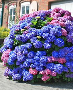 Гортензия крупнолистная Букет Роз (Bouquet Rose)