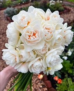 Нарцисс Гей Тейбор