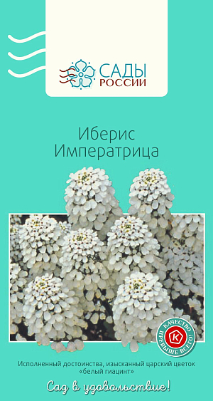 Иберис Императрица

Сверкающие белизной плотные и высокие, до 15 см, колонновидные соцветия из ароматных цветков 1,5–2 см в диаметре потрясающе эффектны как сами по себе в небольших группах, так и в любых композициях. Хорошо стоит в срезке, сохраняя свежесть и декоративность более недели. Холодостойкий.