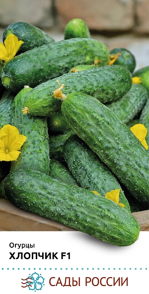 Семена Огурец Хлопчик F1