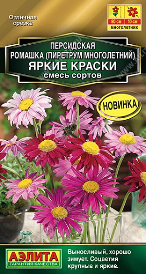 Неприхотливый травянистый многолетник с крупными и яркими цветками-ромашками. Отлично смотрится в садовом миксбордере и в срезанном виде в букете. Растения высотой около 70-80 см, с большим количеством крепких прямостоячих побегов и резными листьями. Соцветия диаметром 8-10 см. Пиретрум устойчив к большинству болезней и вредителей, холодостойкий, хорошо зимует. Обильное цветение начинается со второго года вегетации.

Сеянцы пикируют в фазе одного-двух настоящих листьев. Персидская ромашка предпочитает солнечные участки с дренированной, умеренно питательной почвой среднего мехсостава. После цветения обрезают цветоносы. Взрослые кусты омолаживают делением каждые 2-3 года.
