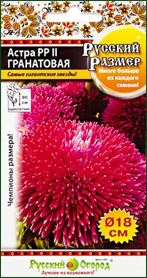 Семена Астра РР II сорта Гранат – результат кропотливой и долгосрочной работы селекционеров – цветоводов, которые в течение нескольких лет, путём проб и ошибок смогли создать этот цветочный шедевр. Они будто специально созданы для королевских особ! <br>
 <br>
Отличительной особенностью этой яркой астры являются восхитительные, тяжёлые «шапки» – розового, пурпурного, бордового окраса. Это просто роскошные цветы, которые способны растрогать любого, даже равнодушного к флоре человека.