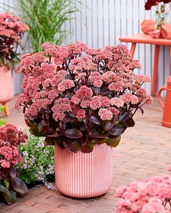 Седум Блэк найт