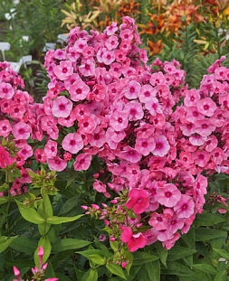 Флокс метельчатый Ларисса