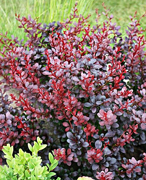 Барбарис Атропурпуреа (Atropurpurea) Барбарис Атропурпуреа (Atropurpurea)