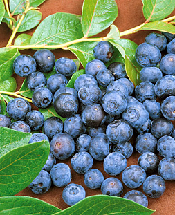 Саженцы Голубика Норт кантри