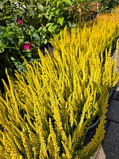 Вереск обыкновенный Голд Хейз