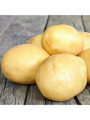 Семенной Картофель Невский