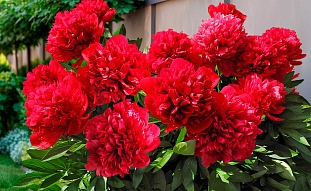 Пион травянистый Диана Паркс