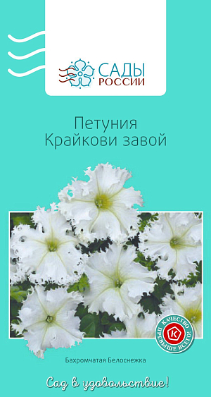 Петуния Крайкови завой

Очень нарядная крупноцветковая бахромчатая петуния. Цветки крупные, диаметром около 8 см, белые с волнистыми и бахромчатыми краями. Теплолюбива. Рассаду высаживают в грунт после того, как минует угроза возвратных заморозков.