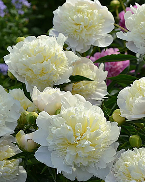 Пион травянистый Дюшес де Немур