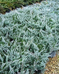 Можжевельник горизонтальный Блю Чип