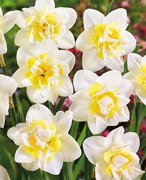 Нарцисс Вайт лайон