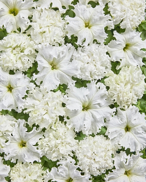 Чудо-петуния Белая Махровая

Крупноцветковая петуния белоснежной окраски, образующая интенсивно бахромчатые цветки. Желтый зев привлекает внимание с первого взгляда, эффектно контрастируя с белыми лепестками.