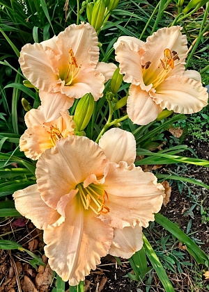 Лилейник Лаллебай Бэби