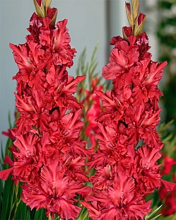 Гладиолус Конёк Горбунок