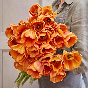 Тюльпан триумф Браун Шугар