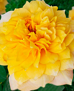 Роза флорибунда Бамблби кюль