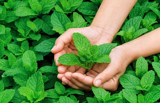 Дачная аптечка, четыре целителя с вашей грядки