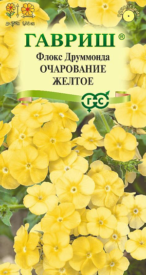 Эффектная крупноцветковая смесь однолетних низкорослых сортов флокса с обильным цветением и ошеломляюще красивой окраской. Растения компактные, высотой до 25 см. Цветки 1,5-2 см в диаметре, светло-желтые, собраны в щитковидные соцветия. Предпочитает солнечные места и легкие дренированные плодородные почвы с большим количеством органики. Посев на рассаду — в марте–апреле. Для получения дружных всходов необходима стратификация и свет. Семена распределяют по поверхности и слегка придавливают к почве, не заделывают. Посевы выдерживают в течении 21 дня при температуре 10-15°С. Цветет с июня до заморозков. Используют в качестве клумбового и бордюрного растения, выращивают в контейнерах и горшках, на каменистых горках. Подходит для ярких мини-букетов.