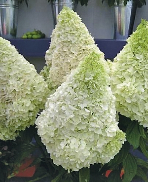 Гортензия метельчатая Полар Бир