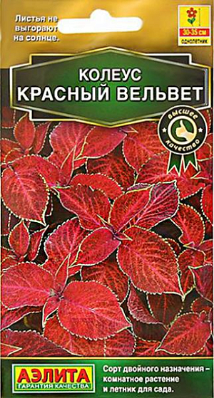 <div>
 <b>Колеус "Блюме Красный вельвет"</b><br>
 <br>
</div>
 Высота растения 30-35 см.<br>
 <br>
 Популярное декоративнолиственное растение, которое с равным успехом используется как комнатное и как садовый летник. Выращивать его из семян – большое удовольствие, он отлично удается даже у новичков цветоводства. Невероятно яркие, «попугайные» расцветки, бархатная фактура и разнообразная форма листьев воспринимаются с неизменным восхищением. Листья не выгорают на солнце, их насыщенный цвет сохраняется на протяжении всего сезона. Быстрорастущая «крапивка» хорошо смотрится в контейнерных композициях с другими летниками, в группах, на клумбах, в бордюрах, массивами на рабатках. Для максимальной декоративности колеусу необходим яркий свет, защита от ветров, легкая питательная почва. Чтобы растение не тратило сил на цветение, удаляйте цветочные стрелки сразу после их появления.<br>
 <br>
Посев семян на рассаду в марте. Сеют поверхностно, без заделки, под стекло. Всходы появляются через 10-12 дней. С появлением рисунка на листьях сеянцы пикируют в отдельные горшки.