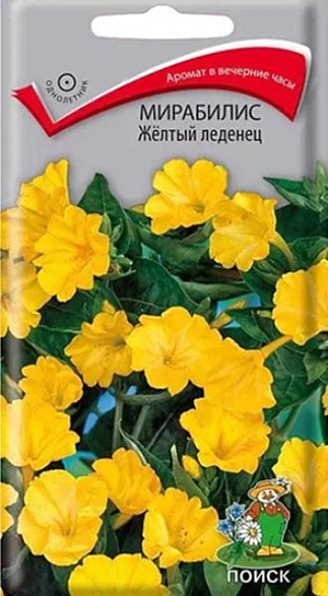 Семена Мирабилис Жёлтый леденец. Ароматные цветки жёлтой окраски диаметром 5-6 см, раскрываются после 15 часов, а закрываются утром. Многолетнее растение, используется как однолетнее. Кустики 60-80 см. высотой. Стебли прямостоячие, ветвистые. Цветёт обильно с июня до заморозков. Используют для оформления цветников, рабаток.<br>
 <br>
 Агротехника. Растение свето- и теплолюбивое, засухоустойчивое. Предпочитает суглинистые, хорошо дренированные почвы. Посев семян производят в начале мая непосредственно в грунт. Глубина заделки семян 1,5-2 см. При выращивании рассады семена высевают в апреле в рассадные ящики. При температуре почвы +18-20ºC всходы появляются через 5-10 дней. Сеянцы в фазе 2-3-х настоящих листьев пикируют по одному в горшочки. В июне высаживают в грунт, выдерживая расстояние между растениями 30-40 см.