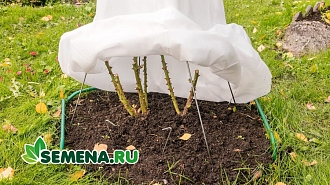 Зимовка неженок: инженерное искусство создания воздушно-сухих укрытий для роз и винограда