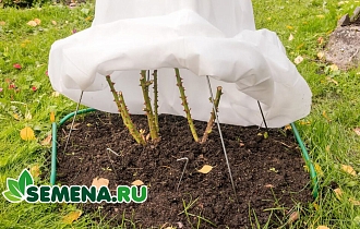 Зимовка неженок: инженерное искусство создания воздушно-сухих укрытий для роз и винограда