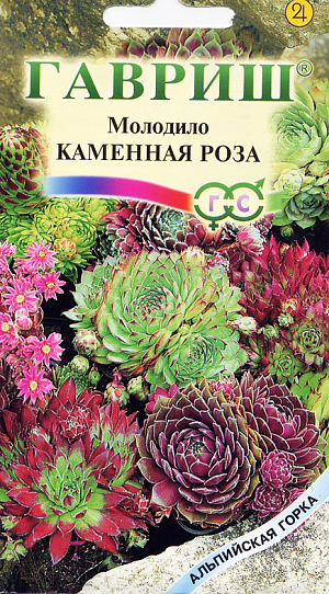 Семена Молодило Каменная роза.
Название этих растений, относящихся к семейству Толстянковые в переводе с латинского звучит как «всегда живущий».
По поверью, молодило охраняет дома от молний и ведьм. Растения имеют розетку сочных листьев от 1 до 15 см в диаметре и цветонос до 20-30 см. 
Образуют целые колонии вместе с дочерними розетками, развивающимися из пазух листьев. Они легко обламываются и укореняются. 
Процесс цветения оригинален: материнская розетка вытягивается в длинный цветонос с соцветием от желтого до карминово-красного цвета, цветет 2-3 недели и увядает, оставляя вокруг себя дочерние розетки. Растения неприхотливы, способны расти на грунте, толщиной всего 1 см и менее, поселяясь в расщелинах камней, на самых крутых склонах, вертикальных подпорках на солнечных местах. Розетки разных видов отличаются по форме, опушению и расцветке, бывают серые, зеленые, пурпурные, с красными кончиками. Посев производят ранней весной в ящик, не закрывая почвой, с появлением всходов поливают умеренно. Пикировку проводят через 2 месяца. В грунт высаживают через 5 см. Интересны в рокариях, в композициях с камнями, корягами, вазами.