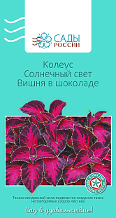 Колеус Солнечный свет Вишня в шоколаде 3шт