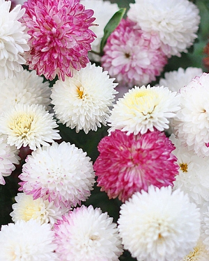 Хризантема корейская Умка