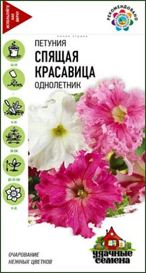 Семена Петуния Спящая красавица.<br>
 <br>
  Относится к группе крупноцветковых, низкорослых, бахромчатых петуний. Высота растений до 25 см. Образует аккуратный, привлекательный, сильно ветвящийся куст. Выращивают рассадным способом. Посев проводят поверхностно, под стекло (после появления всходов стекло убирают). Всходы появляются через 7-12 дней. Светолюбива и достаточно засухоустойчива. Предпочитает легкие, плодородные, хорошо дренированные почвы. Петуния используется как фоновое и балконное растение, в контейнерах, вазах, для украшения подоконников, для посадки в рабатки, бордюры.<br>
