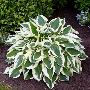 Хоста Минитмен