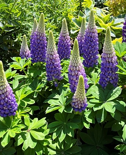 Люпин гибридный синий