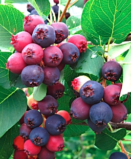 Ирга канадская Мандан