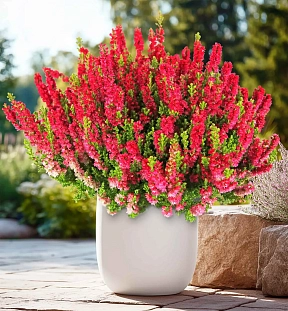 Вереск обыкновенный Дарк Бьюти