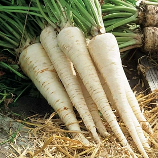 Семена Петрушка Сахарная корневая