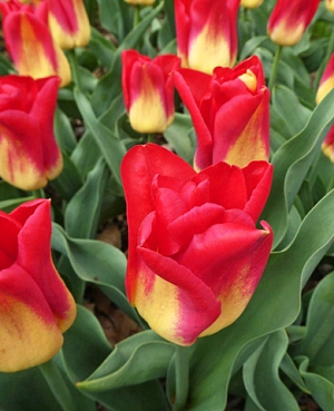 Тюльпан триумф Матч