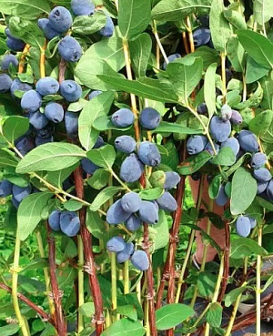 Саженцы Жимолость Джаинтс Харт