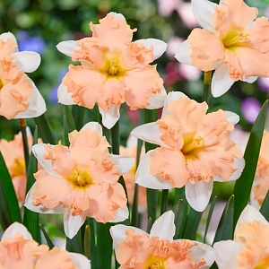 Нарцисс Вальс