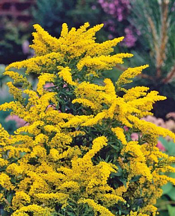 Золотарник Голдкинг